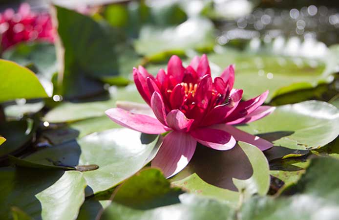 waterlily